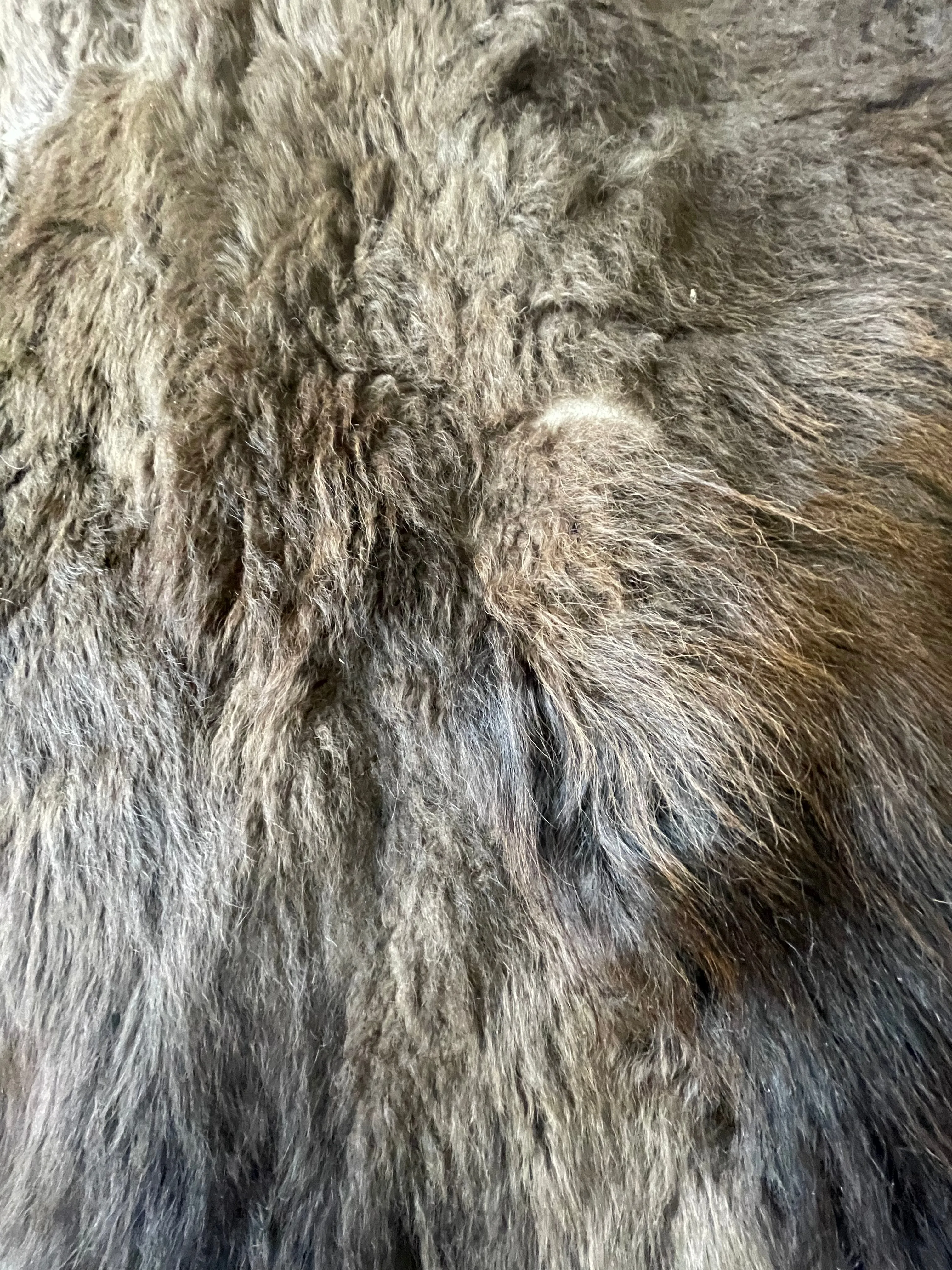 Bison / Buffalo Rug & Hide - Good, Second  Large