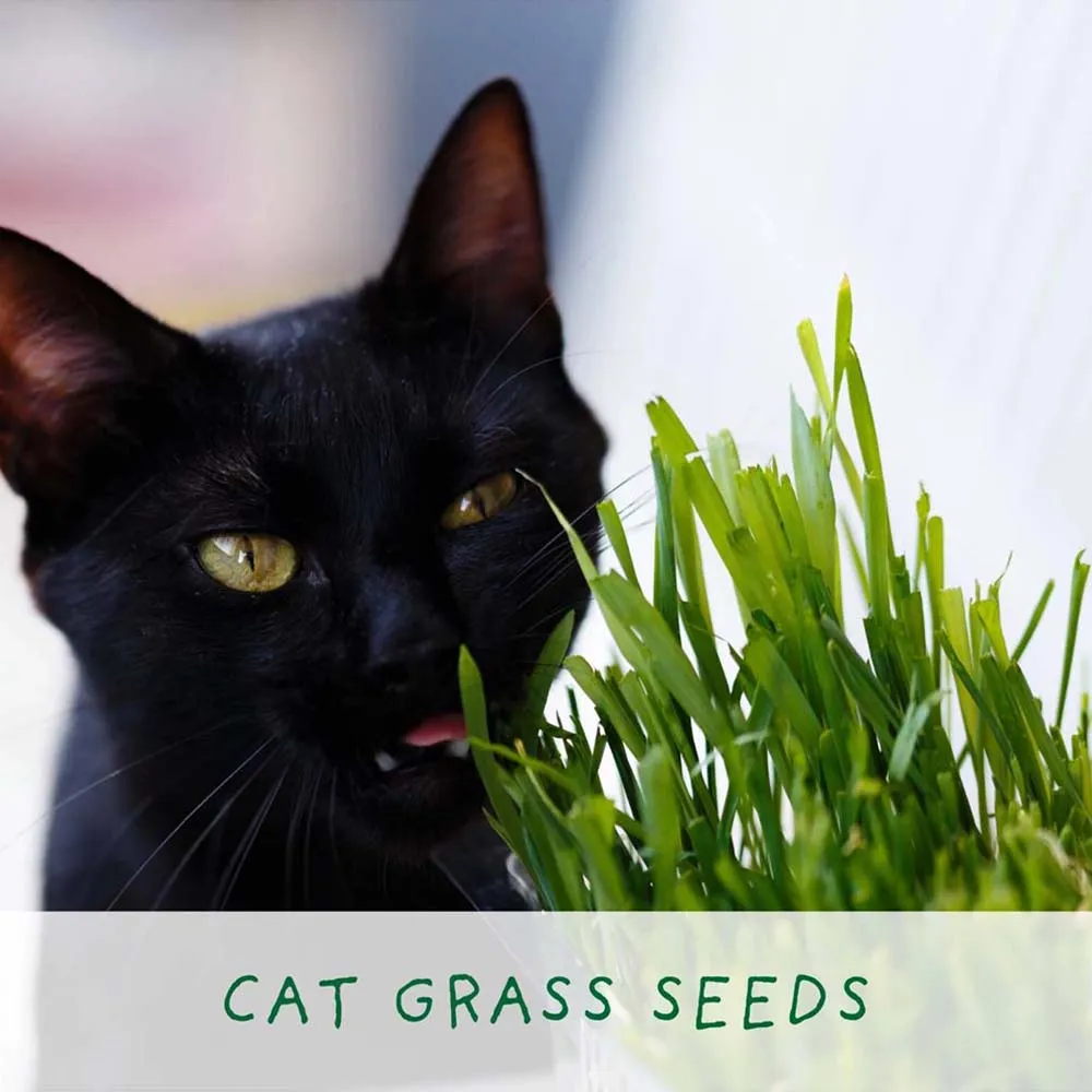 Grow Cat Grass Mini Grow Kit by The Plant Gift Co.