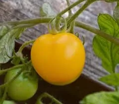 Organic Heirloom Yellow Perfection Tomato Seeds