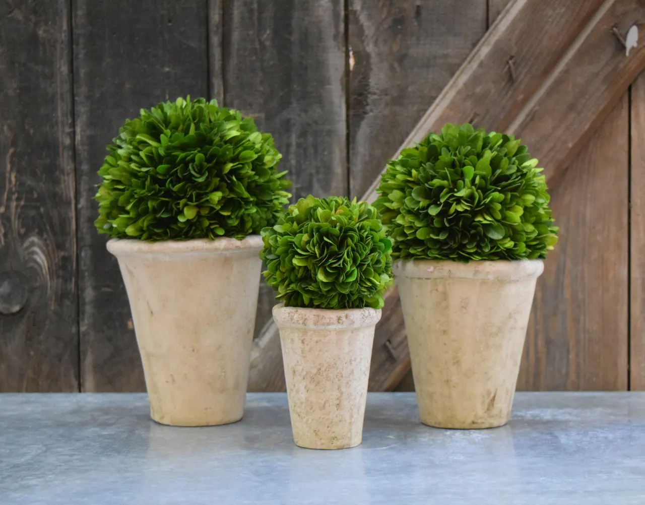 Preserved Boxwood Ball in Pots - Set of 3