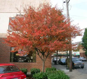 serviceberry clump autumn brilliance 10 gallon pot